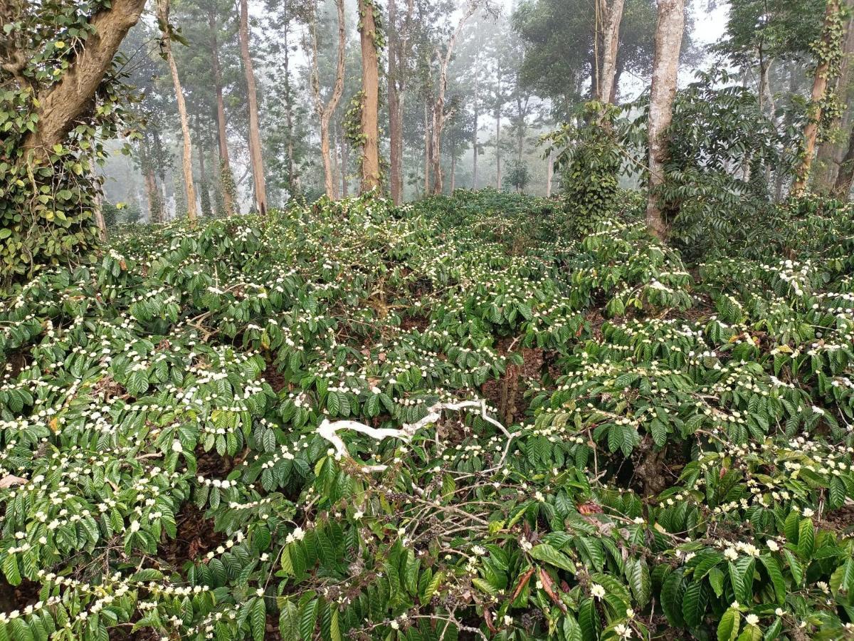 Готель Coorg Kolamotte Gonikoppal Екстер'єр фото