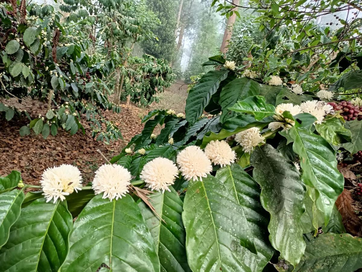 Готель Coorg Kolamotte Gonikoppal Екстер'єр фото