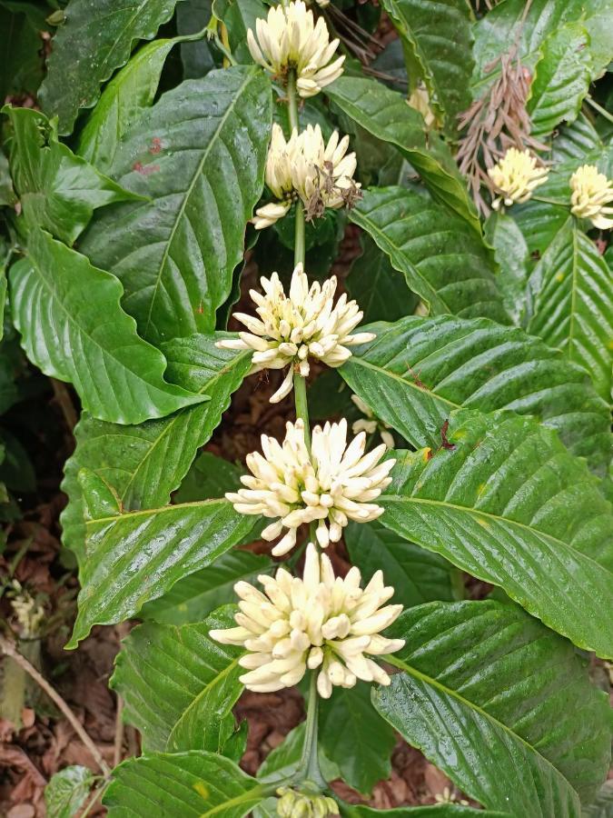 Готель Coorg Kolamotte Gonikoppal Екстер'єр фото